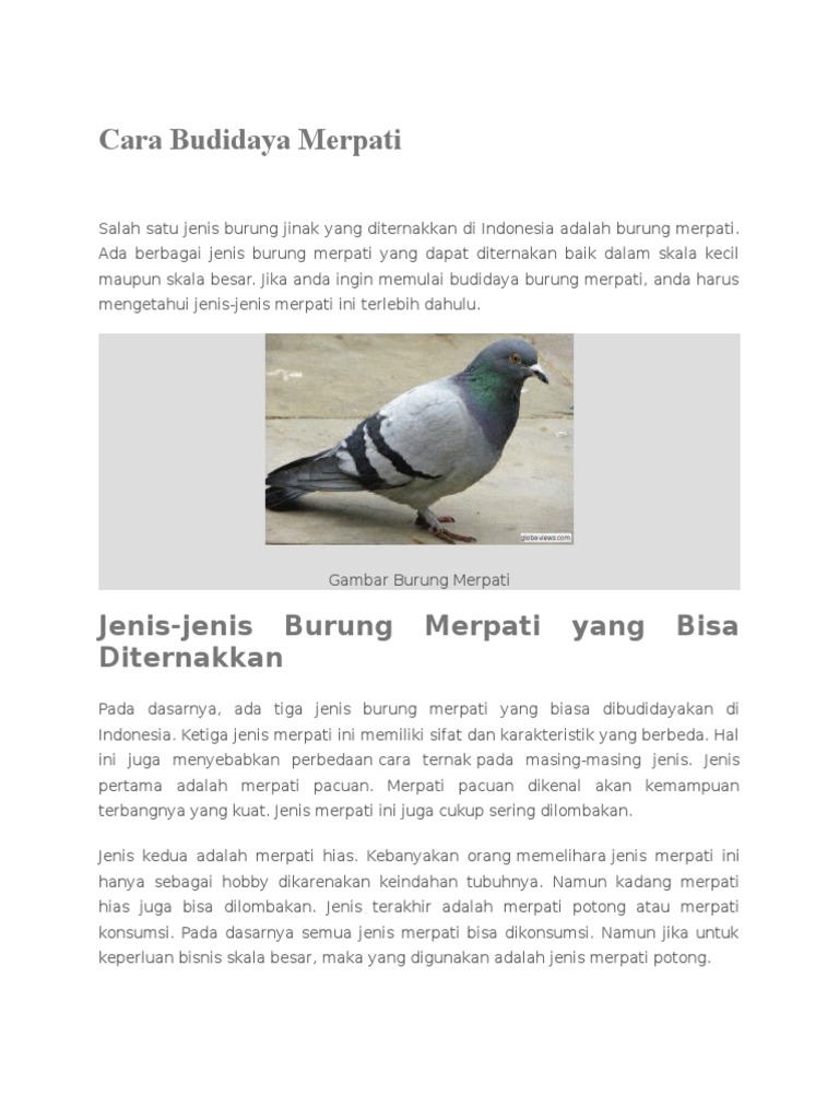 Cara Budidaya Merpati