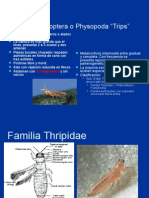 Orden Thysanoptera, Megaloptera, Neuroptera, Mecoptera y Siphonaptera