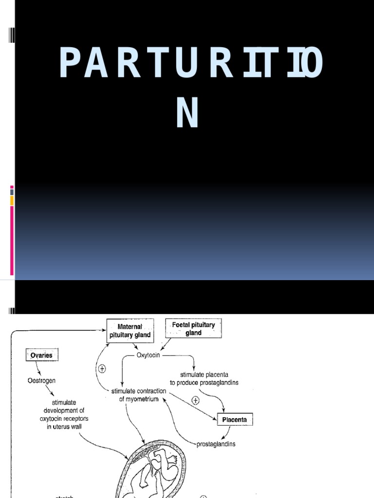 Overview of Parturition Stages | PDF | Science & Mathematics