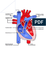 Heart Circulation 