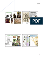 Human Evolution: Primates Apes + Humans