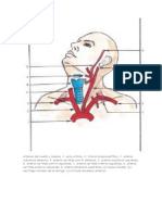 Arterias Del Cuello y Cabeza