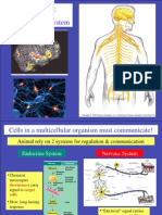 Honors Nervous System Mini-unit