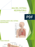 Anatomía y fisiología del sistema respiratorio