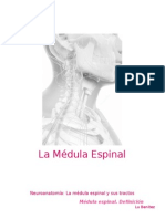 Neuroanatomía. Médula Espinal