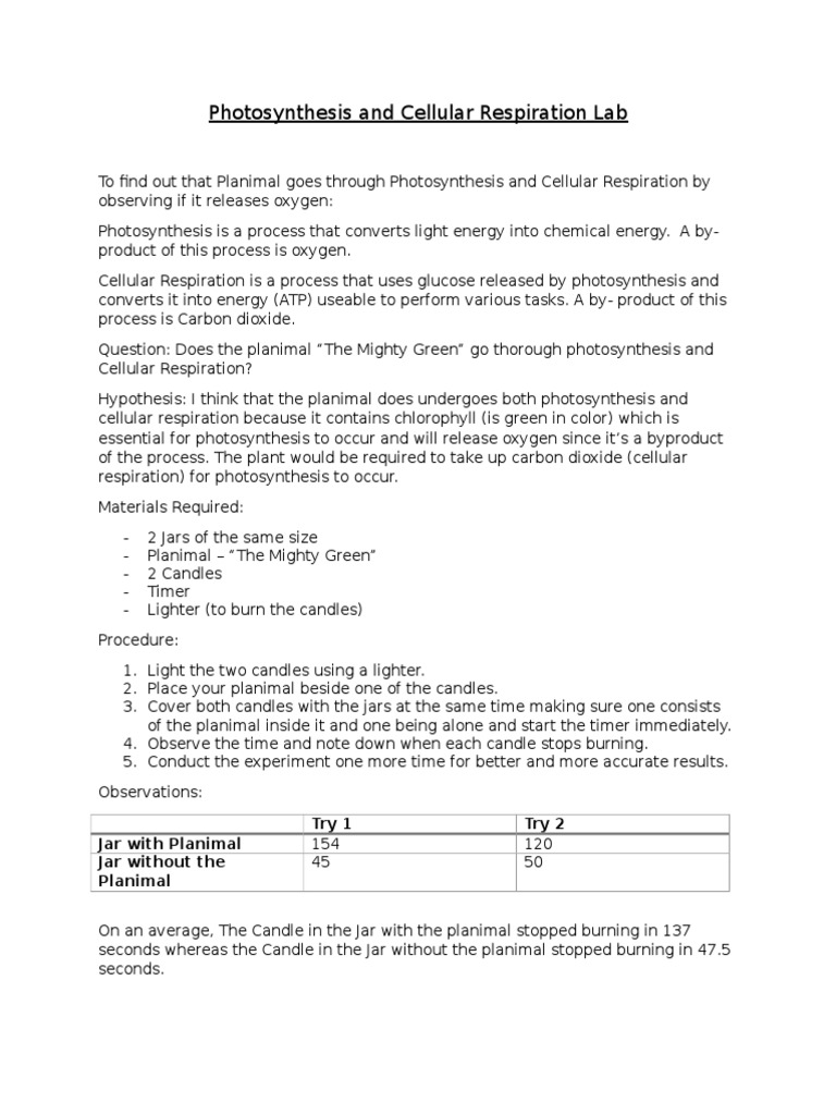 Photosynthesis and respiration answer key image