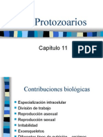 Protozoa Rios