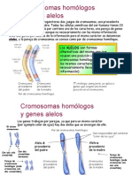 geneticaalelos-091206073506-phpapp02