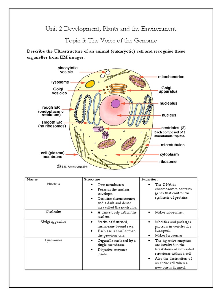 Eukaryotic Cell Structure and Functions | PDF | Stem Cell | Cell Potency