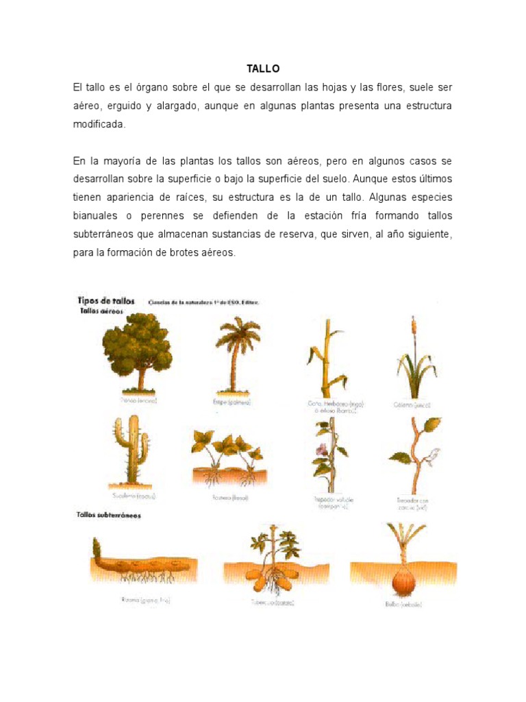 Tipos de tallos en plantas | PDF | Tallo de la planta | Hoja