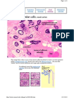 Juxtaglomerular Cells, Renal Cortex