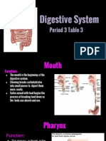 Digestive System Powerpoint