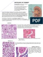 Histology of Kidney