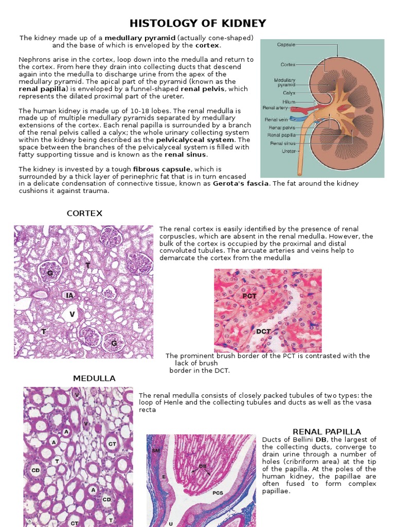 Histology of Kidney Kidney Anatomy