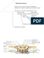 Maduva Spinarii Trunchiul Cerebral Cerebel