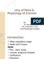 Anatomy of Penis & Physiology of Erection