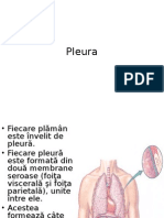 Pleura