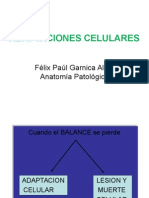 Adaptaciones celulares: hiperplasia, hipertrofia, atrofia y metaplasia