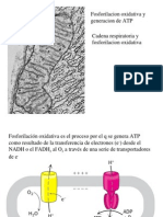 18 FosforilacionOxidativa