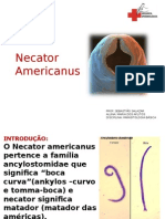 Necator Americanus: morfologia, ciclo de vida e controle