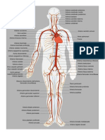 Sistema Arterioso