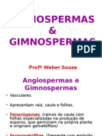 Angiospermas e Gimnospermas - 2ºano