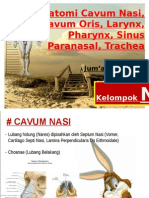 Anatomi Cavum Nasi, Cavum Oris, Larynx, Pharynx, Sinus Paranasalis, Trachea