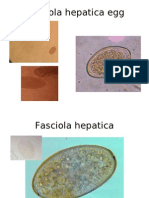 Fasciola Hepatica Egg_lab