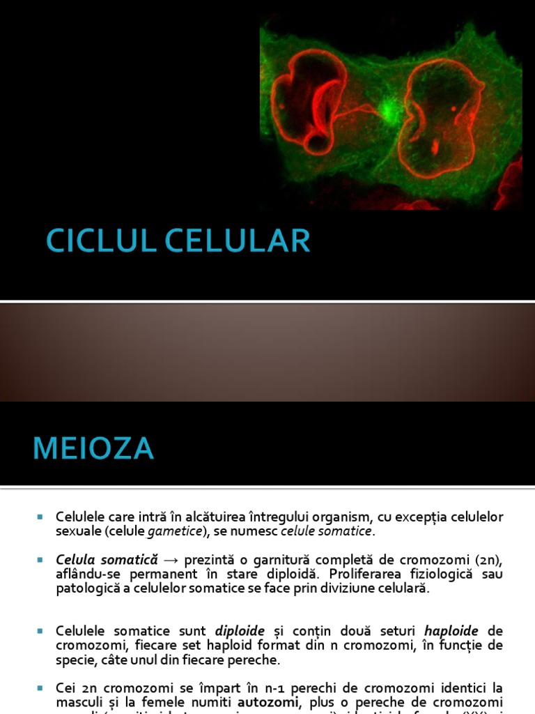 MEIOZA | PDF