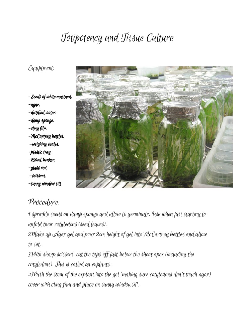 Totipotency in Tissue Culture Methods | PDF