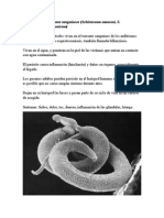 Trematodos Platelmintos Sanguíneos