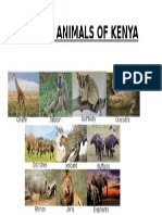 Native Animals of Kenya