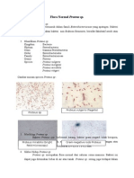 Flora Normal Proteus SPP