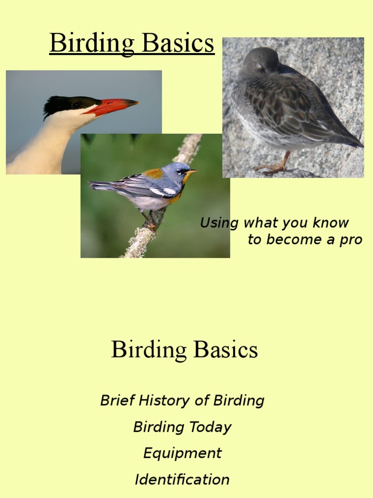 Birding Basics: A Beginner's Guide | PDF