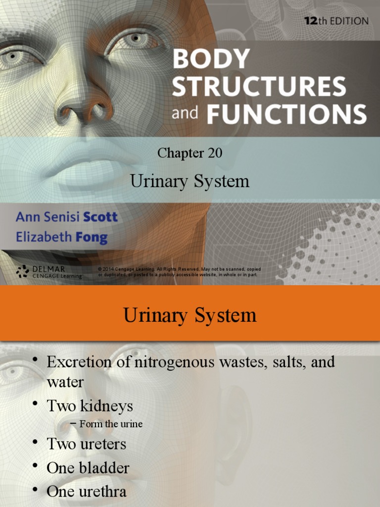 Urinary System Text Book | PDF | Urinary System | Genitourinary System