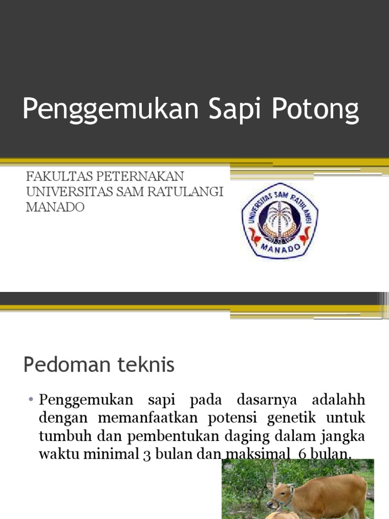 Sapi Potong