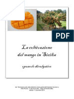 Coltivazione Del Mango in Sicilia