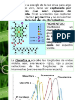 Clase 1 Fotosíntesis (Parte 4)