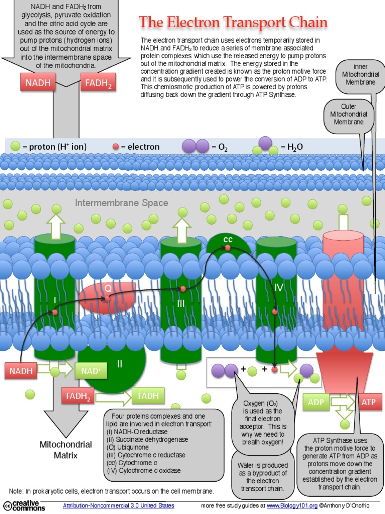 Mitochondrial Electron Transport | PDF