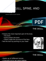 The Skull, Spine, and Ribs