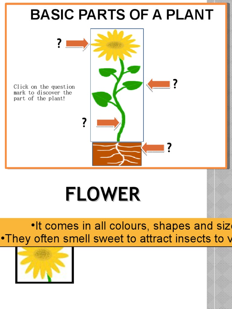 Parts of Plant Quiz PDF
