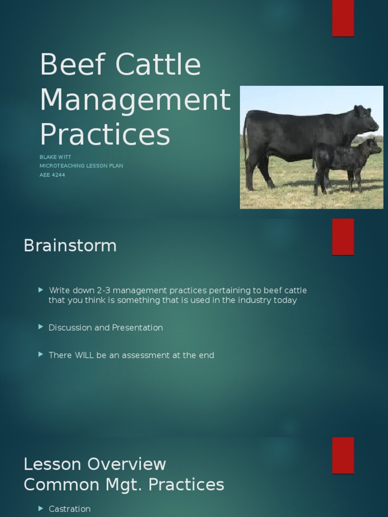Beef Cattle Management Practices Guide | PDF | Injection (Medicine ...