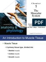 The Muscular System