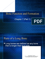 Bone Function and Formation: Chapter 7 (Part 1)