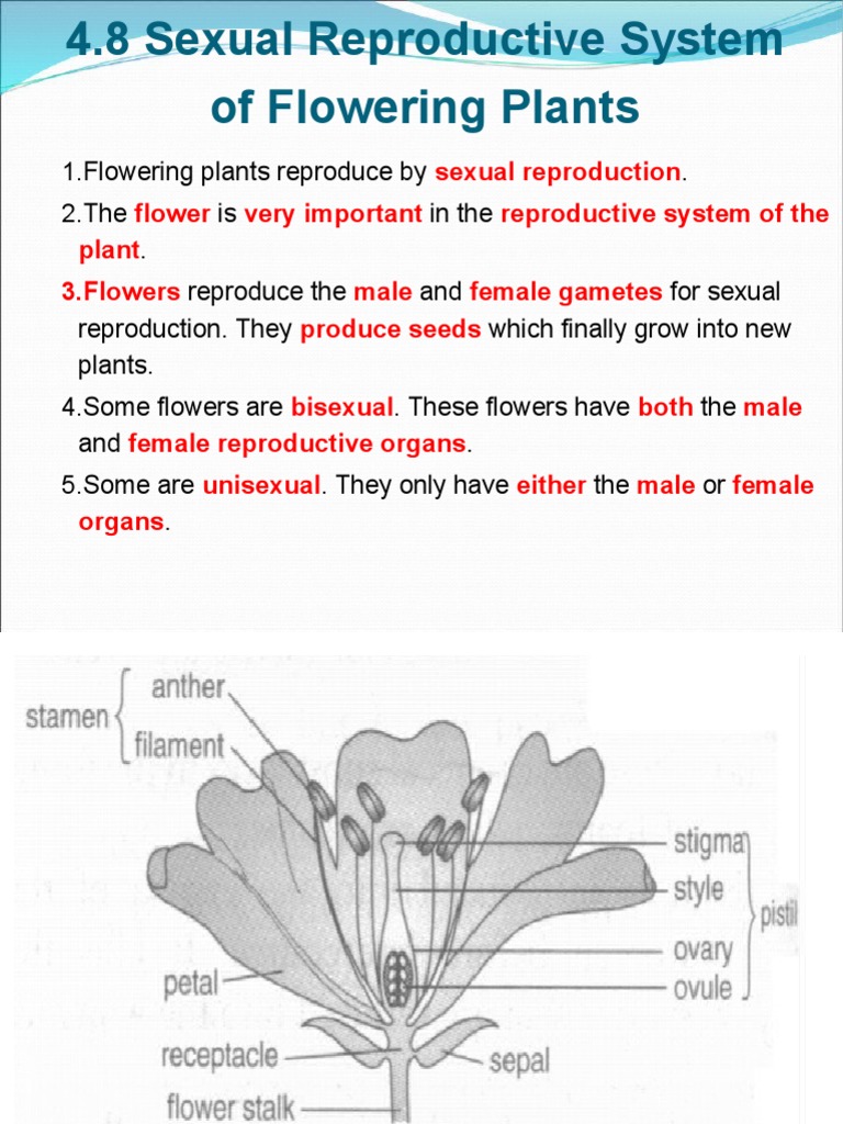 4.8 Sexual Reproductive System of Flowering Plants Flowers Petal