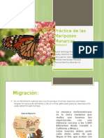 Práctica de Las Mariposas Monarcas