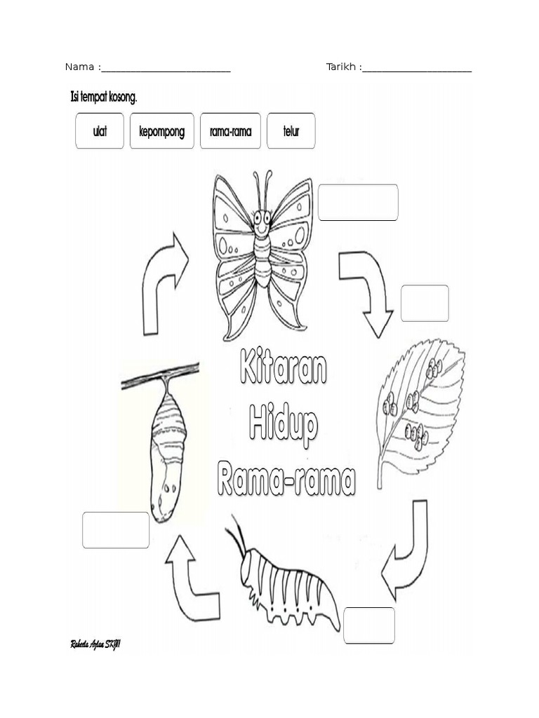 Aktiviti Kitaran Hidup Rama rama  Aktiviti Kitaran Hidup Rama rama
