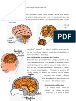 El Cerebro Organizacion y Su Funcion