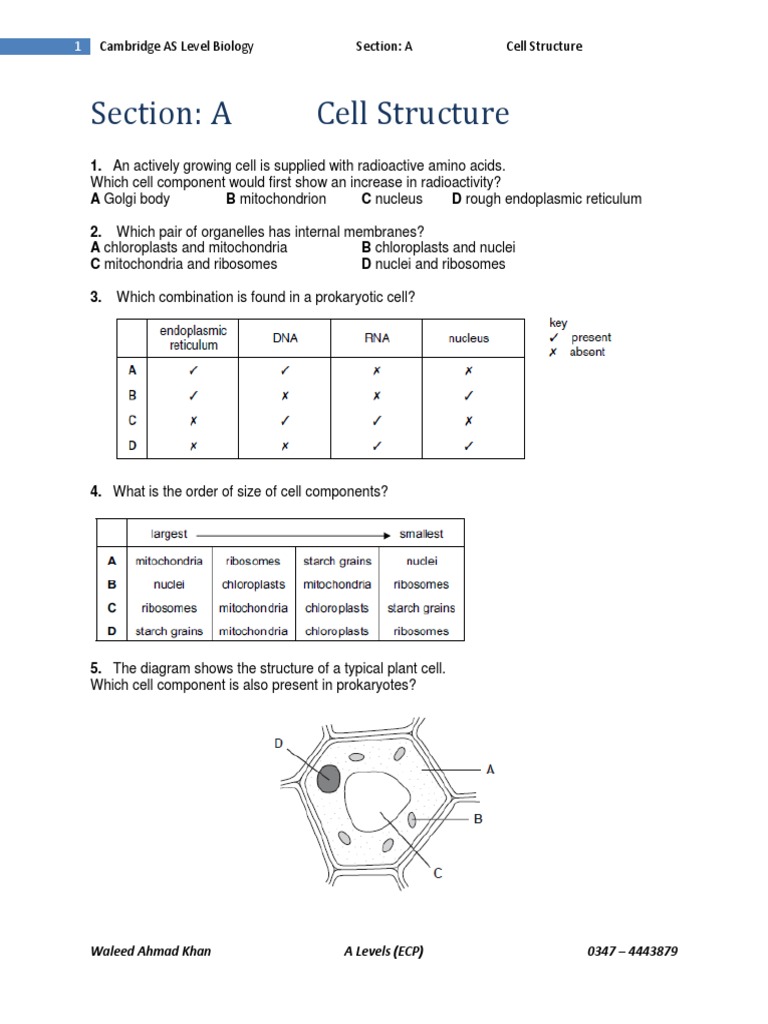 A Cell Structure | PDF | Cell Nucleus | Cell (Biology)