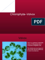 Chlorophyta Volvox